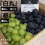 訳あり　白丸&紺　葡萄　ぶどう　果物　くだもの　にん忍葡萄園　※ご購入から１日～３日以内に発送 約900g 果物や野菜などのお取り寄せ宅配食材通販産地直送アウル