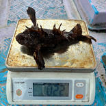 オニオコゼ、200g前後1.5キロ前後 1.5キロ前後 果物や野菜などのお取り寄せ宅配食材通販産地直送アウル