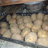 🥔農薬・化学肥料不使用「キタアカリ」3kg　サイズ色々セット🥔 ジャガイモ（キタアカリ）3kg 果物や野菜などのお取り寄せ宅配食材通販産地直送アウル