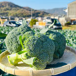 【アウルの日】サミット！ 80サイズの箱にブロッコリー6個 果物や野菜などのお取り寄せ宅配食材通販産地直送アウル