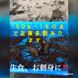 お歳暮　訳あり活伊勢海老　500〜530g×3匹 500〜530g×3匹 果物や野菜などのお取り寄せ宅配食材通販産地直送アウル