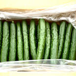 【シャキきゅう】2800円 ５キロ 果物や野菜などのお取り寄せ宅配食材通販産地直送アウル