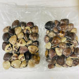 真空冷凍はまぐり(ぜんな)　1個10-25g   約500g×2パック 約500g×2パック 果物や野菜などのお取り寄せ宅配食材通販産地直送アウル