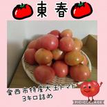 愛西市特産大玉トマト　3キロ詰め 3㎏詰め 果物や野菜などのお取り寄せ宅配食材通販産地直送アウル