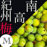 【M】黄色　南高梅5.0kg 5.0kg 果物や野菜などのお取り寄せ宅配食材通販産地直送アウル