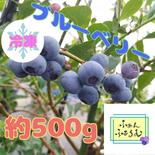 【樹上完熟】【冷凍ブルーベリー】ブルーベリー品種MIX【500g】 冷凍500g 果物や野菜などのお取り寄せ宅配食材通販産地直送アウル