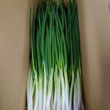 最盛期にはいりました！　岩子島のわけぎ　１Kg 1kg 果物や野菜などのお取り寄せ宅配食材通販産地直送アウル