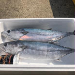 朝獲れハガツオ 約３kg入り　　(約1.５kg × ２匹) 果物や野菜などのお取り寄せ宅配食材通販産地直送アウル