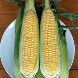 🌽朝採りとうもろこし＜ゴールドラッシュ＞3L12本入り 5kg 果物や野菜などのお取り寄せ宅配食材通販産地直送アウル