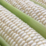 うえはらふぁーむの雪の妖精です。 3.0kg 果物や野菜などのお取り寄せ宅配食材通販産地直送アウル