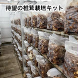 母の日　ギフトに　椎茸栽培キット 2.５キロ強 果物や野菜などのお取り寄せ宅配食材通販産地直送アウル