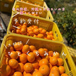 北海道沖縄宛専用❗️大好評ひとくちみかん🍊5kg／11月中旬〜発送 送料無料❗️産地直送有田みかん 5kg 果物や野菜などのお取り寄せ宅配食材通販産地直送アウル