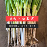 あま〜い大トロねぎ １０ｋｇ 果物や野菜などのお取り寄せ宅配食材通販産地直送アウル