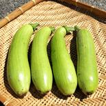韓国かぼちゃ（エホバク） 5kg（約15~17個） 果物や野菜などのお取り寄せ宅配食材通販産地直送アウル