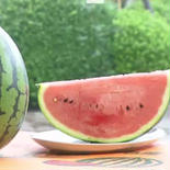 母の日限定！【極上】春スイカ7kg×2個 スイカ7kg×2個 果物や野菜などのお取り寄せ宅配食材通販産地直送アウル