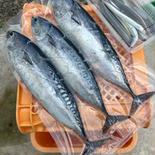 鮭釣り用　ソウダガツオ 3尾　 果物や野菜などのお取り寄せ宅配食材通販産地直送アウル