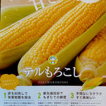 先端カットわけあり　甘々娘（かんかんむすめ）10本〜16本入り 3.5kg 果物や野菜などのお取り寄せ宅配食材通販産地直送アウル