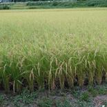 [発送予定日に精米します]茨城県北部の山合いの土地で育った2023年茨城県産100%コシヒカリ4kg 4kg[2kg×2袋] 果物や野菜などのお取り寄せ宅配食材通販産地直送アウル