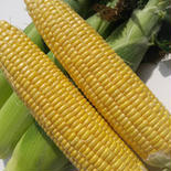 ●お中元●生食可能！甘さバツグン🌽プレミアムとうもろこし　サイズお任せ2kgセット 2kg(サイズお任せ3〜5本程度) 果物や野菜などのお取り寄せ宅配食材通販産地直送アウル