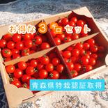 【濃厚薄皮】お得な 3kg 贅沢ミニトマト 青森県産　プチトマト 3kg 果物や野菜などのお取り寄せ宅配食材通販産地直送アウル