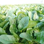 京都産　ほうれん草 180㌘入り　×10袋 果物や野菜などのお取り寄せ宅配食材通販産地直送アウル