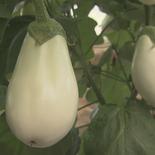 宝石野菜　白なす【9個入り】 白なす9個 果物や野菜などのお取り寄せ宅配食材通販産地直送アウル