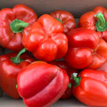 送料込み特価！訳ありパプリカ1.1kg詰合せ パプリカ1.1kg 果物や野菜などのお取り寄せ宅配食材通販産地直送アウル