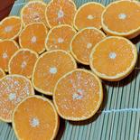 超絶チビチビ【きよみ&不知火】2kg(箱込) 2kg(箱込) 果物や野菜などのお取り寄せ宅配食材通販産地直送アウル