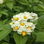 特大キタカムイ約10kg 約10kg 果物や野菜などのお取り寄せ宅配食材通販産地直送アウル