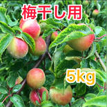 梅干し用に是非！有田市の蜜柑農家が作った梅　5kg 正味重量5kg 果物や野菜などのお取り寄せ宅配食材通販産地直送アウル