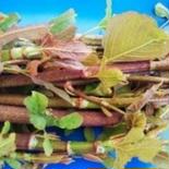 イタドリ新物生3・5kg 3・5kg 果物や野菜などのお取り寄せ宅配食材通販産地直送アウル