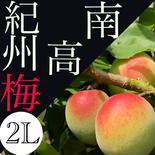 【2L】南高梅　青梅 2㎏ 果物や野菜などのお取り寄せ宅配食材通販産地直送アウル