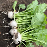 訳あり　かぶ 15個〜18個 果物や野菜などのお取り寄せ宅配食材通販産地直送アウル