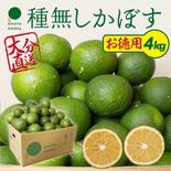 【お徳用・訳あり品】超便利な種無しかぼす約4kg【送料込】 お徳用種なしかぼす4kg 果物や野菜などのお取り寄せ宅配食材通販産地直送アウル