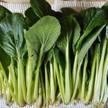 茨城産無農薬小松菜２kg ２kg 果物や野菜などのお取り寄せ宅配食材通販産地直送アウル
