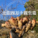 高知土佐四万十親生姜3kg【栽培時農薬・化学肥料不使用】 3kg 果物や野菜などのお取り寄せ宅配食材通販産地直送アウル