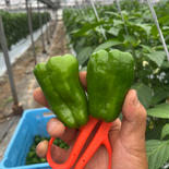 ピーマン4.5キロ 4.5キロ 果物や野菜などのお取り寄せ宅配食材通販産地直送アウル