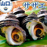BBQの主役に！周防大島産天然サザエ！　2kg 天然サザエ　2キロ 果物や野菜などのお取り寄せ宅配食材通販産地直送アウル