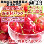 【お試し大特価】減農薬栽培・朝採れ発送　あま〜いさくらんぼ【佐藤錦】 2L-L混合 200g×2p（400g） 果物や野菜などのお取り寄せ宅配食材通販産地直送アウル