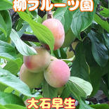 《柳フルーツ園》訳ありすもも(大石早生) 約2Kg すもも約2kg 果物や野菜などのお取り寄せ宅配食材通販産地直送アウル