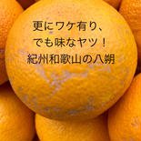 更にワケ有り八朔L・10kg 傷や汚れに負けない美味なる八朔Ｌサイズ 10kg 果物や野菜などのお取り寄せ宅配食材通販産地直送アウル