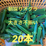 朝採り 美味しいオクラ 20本 果物や野菜などのお取り寄せ宅配食材通販産地直送アウル
