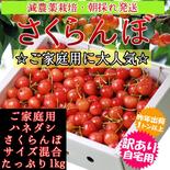 ☆ご家庭用に大人気☆品種おまかせ！ご家庭用ハネダシさくらんぼ ご家庭用1kg　※収穫日により小玉のみの場合有り 果物や野菜などのお取り寄せ宅配食材通販産地直送アウル