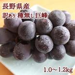 種無し巨峰1.0～1.2kg　［訳あり］　【信州長野県産】※2025年先行予約※　9月下旬より発送開始 1.0～1.2kg 果物や野菜などのお取り寄せ宅配食材通販産地直送アウル