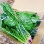 池ちゃん農園のほうれん草 約1.0kg（15〜20株） 果物や野菜などのお取り寄せ宅配食材通販産地直送アウル