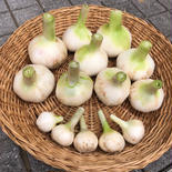 とれたて生にんにく（ちびニンニクおまけ付） 1kg 果物や野菜などのお取り寄せ宅配食材通販産地直送アウル
