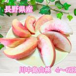 川中島白桃４～６玉 ギフトボックス　【信州川中島産】 ４～6玉 果物や野菜などのお取り寄せ宅配食材通販産地直送アウル
