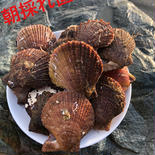 朝採れ直送　南三陸志津川産　赤皿貝 3kg（1kgあたり15枚前後入り） 3kg 果物や野菜などのお取り寄せ宅配食材通販産地直送アウル