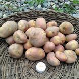 無農薬《新ジャガイモ》インカのひとみ　北海道、沖縄県の方 約3キロ 果物や野菜などのお取り寄せ宅配食材通販産地直送アウル