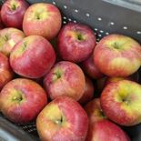 ＼今が旬／訳あり家庭用シナノスイート約3kg 約3kg 果物や野菜などのお取り寄せ宅配食材通販産地直送アウル